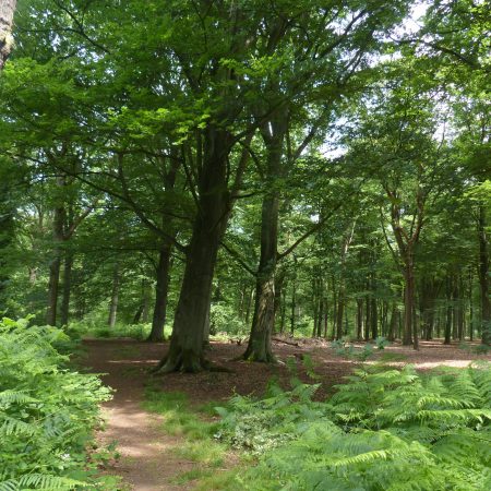 Historische bezienswaardigheden nabij Antwerpen – Bnb De Lelie - Peerdsbos